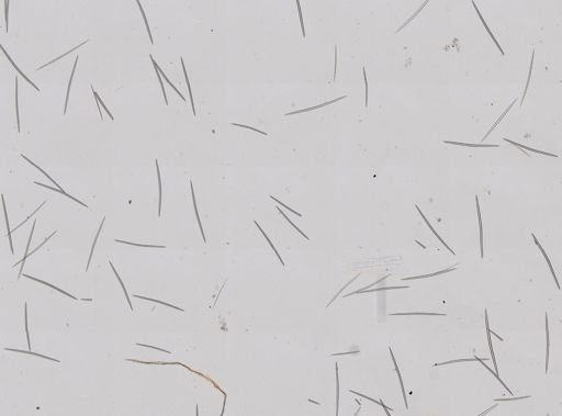Halichondria panicea