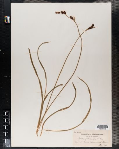 Carex