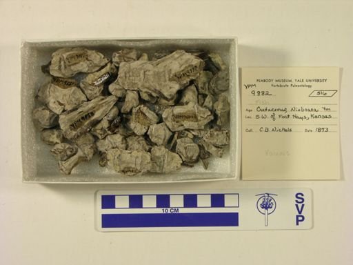 Anomalopteryx didiformis