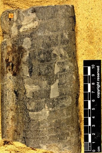 Calamites approximatus