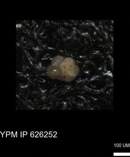 undet. Foraminiferida