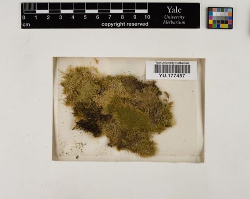 Plantae
