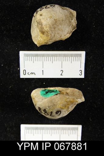 Stropheodonta equistriata