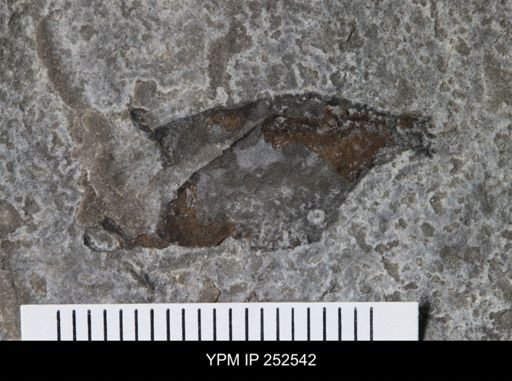 undet. Eurypterida