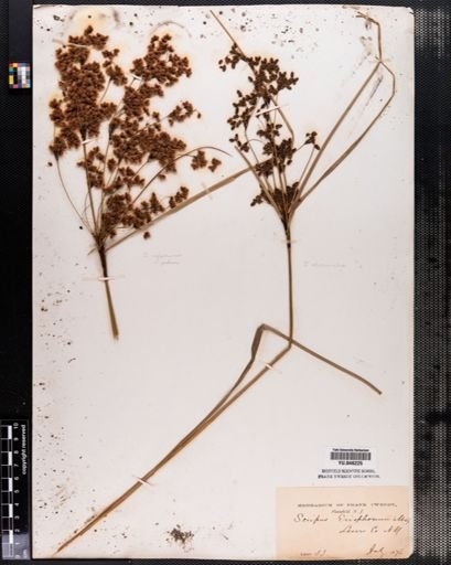 Scirpus pedicellatus