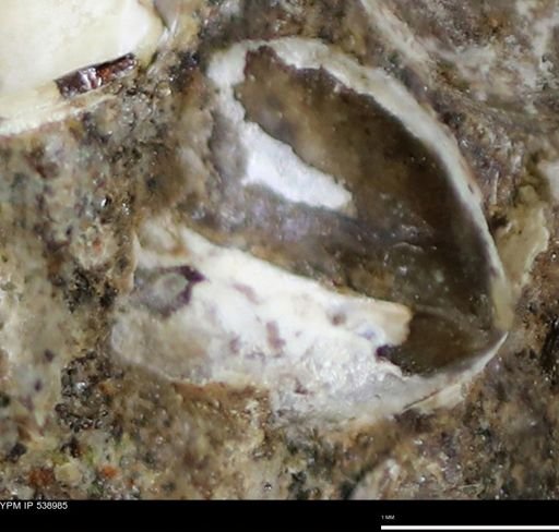 Corbulamella gregaria