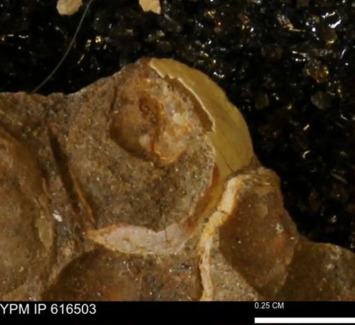 Protocardia subquadrata