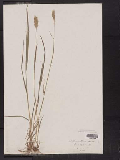 Anthoxanthum odoratum