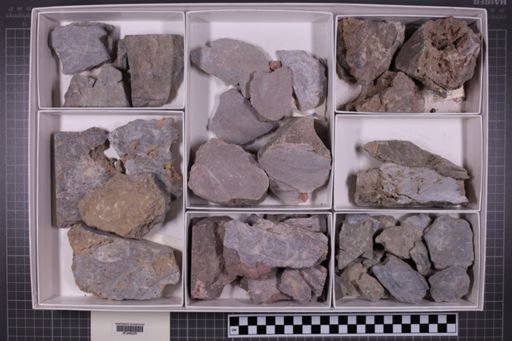 mixed taxa, stratigraphic collection