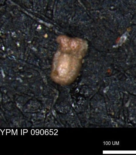 Miliammina inflata