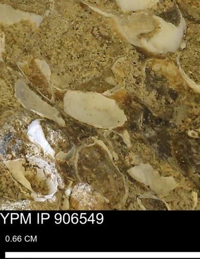 undet. Mollusca
