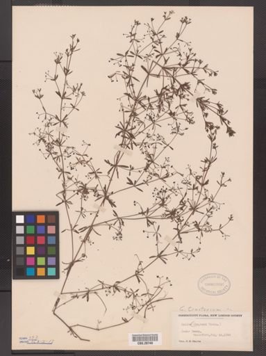 Galium tinctorium