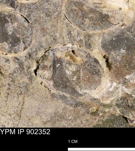 Baculites