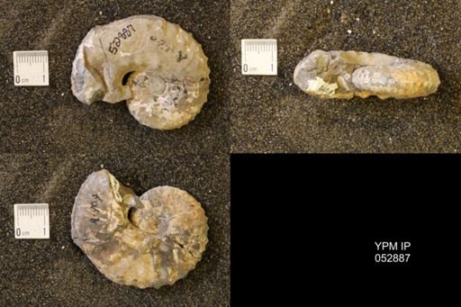 Discoscaphites gulosus