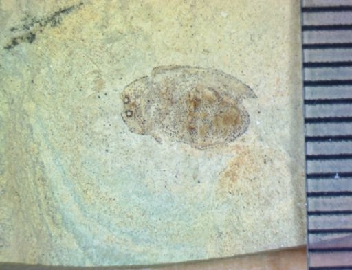 undet. Coleoptera