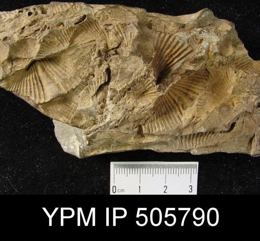 Mucrospirifer sp.
