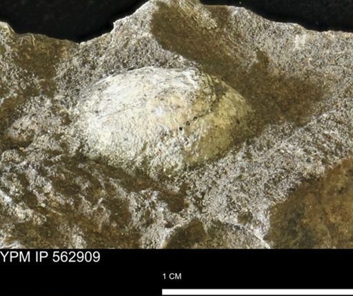 undet. Bivalvia