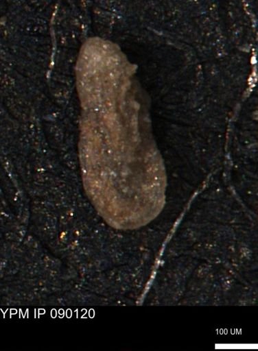 Miliammina manitobensis