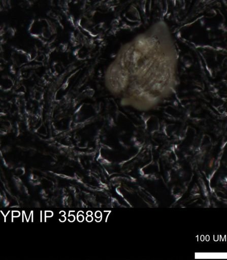 undet. Foraminiferida