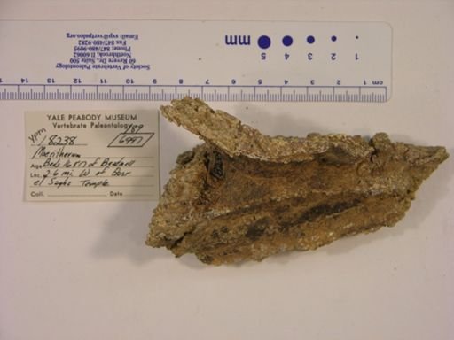 Moeritherium lyonsi