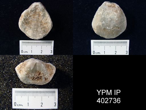 Linoproductus sp.