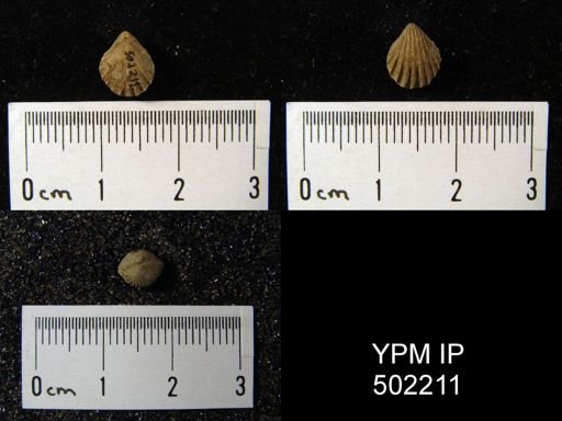 Hustedia mormoni