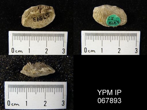 Orthostrophia strophomenoides