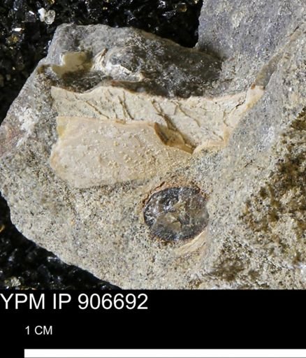 undet. Ammonoidea