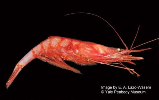 Nematocarcinus lanceopes