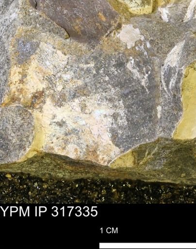 undet. Scaphitidae