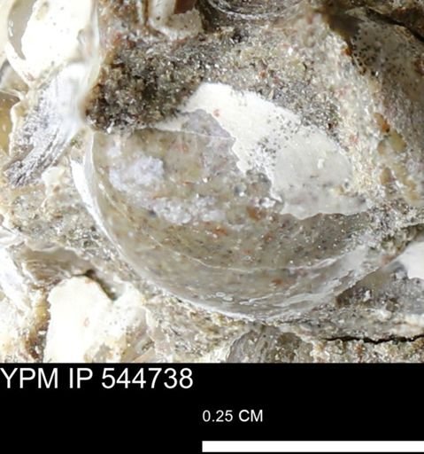 Corbulamella gregaria