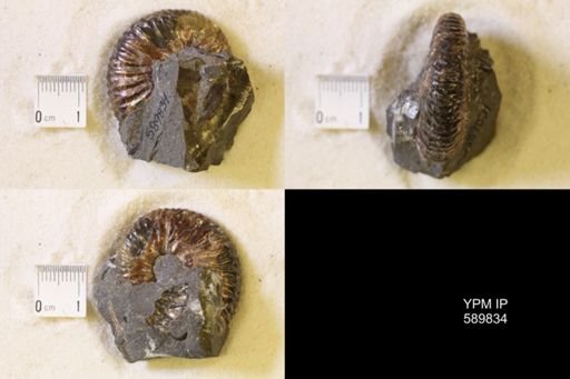 Jeletzkytes nebrascensis