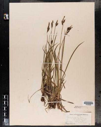 Carex