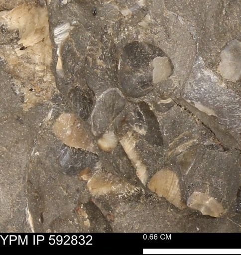 undet. Bivalvia