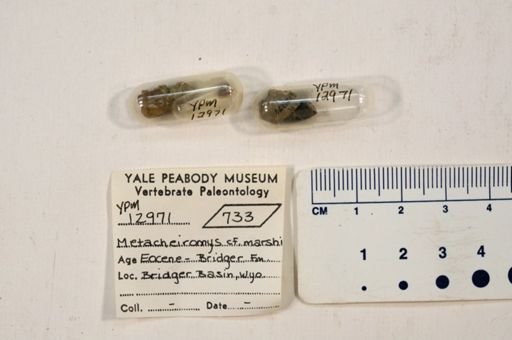 Metacheiromys marshi