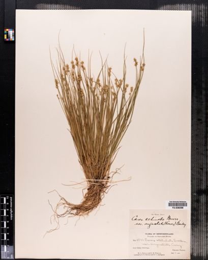 Carex angustior