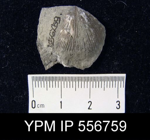 Valcourea sp.