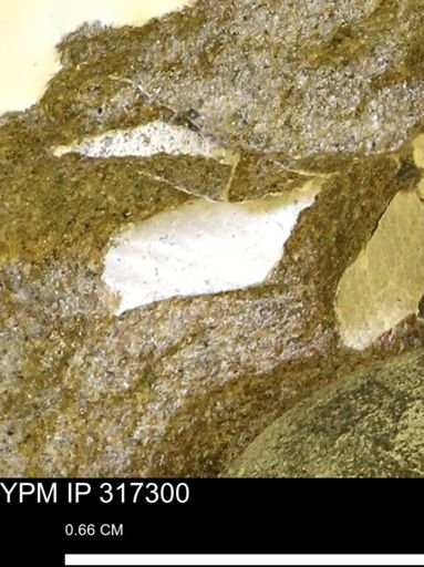 undet. Mollusca