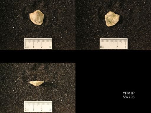 Plectambonites