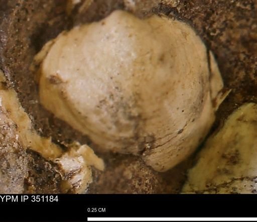 Protocardia?