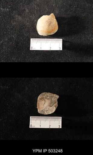 Sphaerodoma sp.