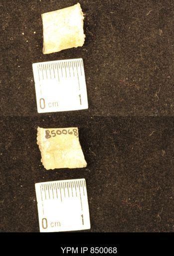 Baculites
