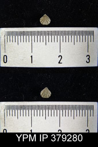 Homoeospira sobrina
