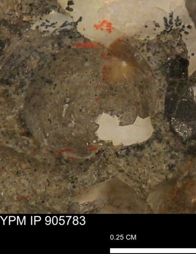 undet. Bivalvia