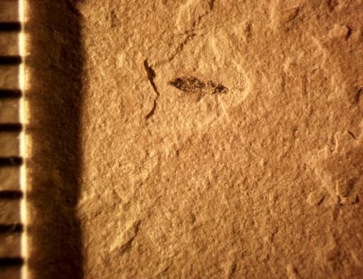 undet. Thysanoptera