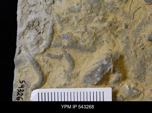 Planolites