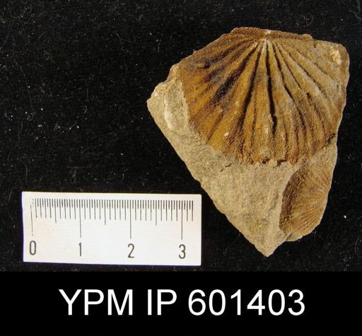 Dictyostrophia (Plicostropheodonta) virgata