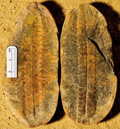 Pecopteris