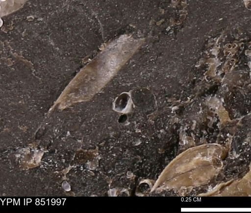 undet. Foraminifera