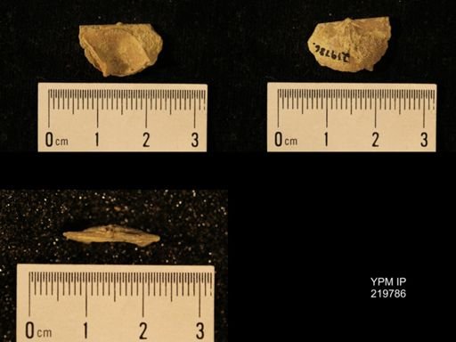 Chonetes granulifer